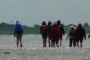 Wadlopen Friese wad