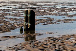 Wadlopen Friesewad