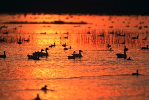 Wadlopen Friesewad