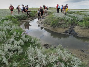 Wadlopen Friese wad
