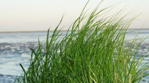www.wadlopenfriesewad.nl/tochten
