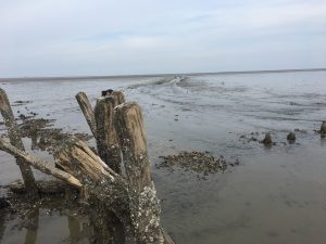 Wadlopen Friesland